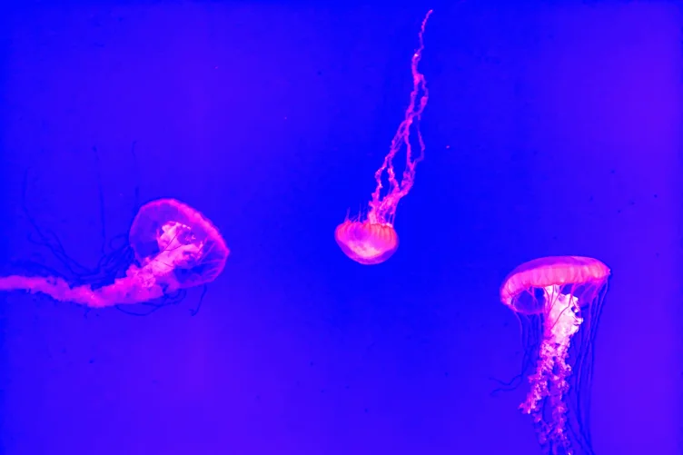 Três águas-vivas iluminadas em tons de rosa e roxo em um aquário.