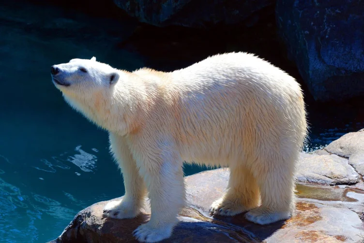 Urso-polar em pé próximo à água em um zoológico.